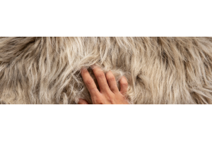 Furries: meer dan alleen dierenpakken