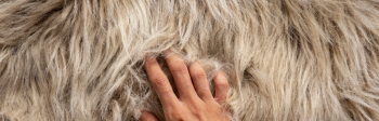 Furries: meer dan alleen dierenpakken