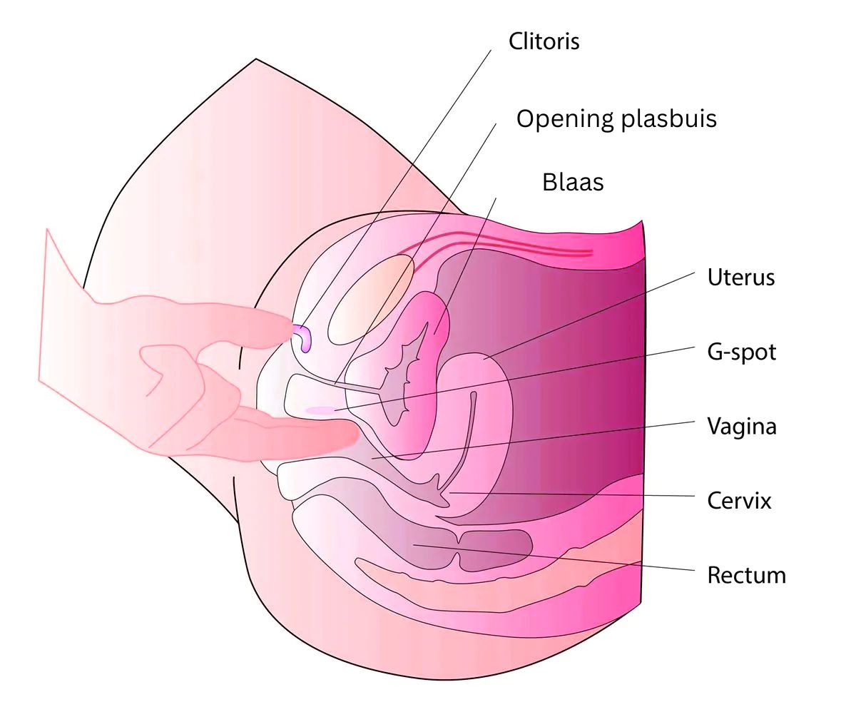 educatieve-illustratie-van-g-spot-stimulatie